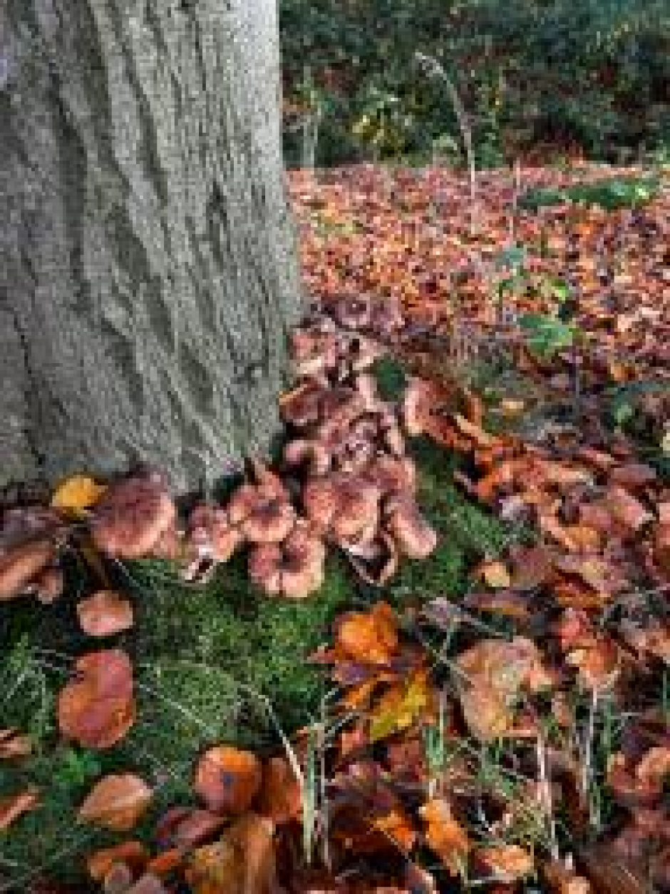 Maandwandeling