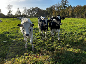 Maandwandeling