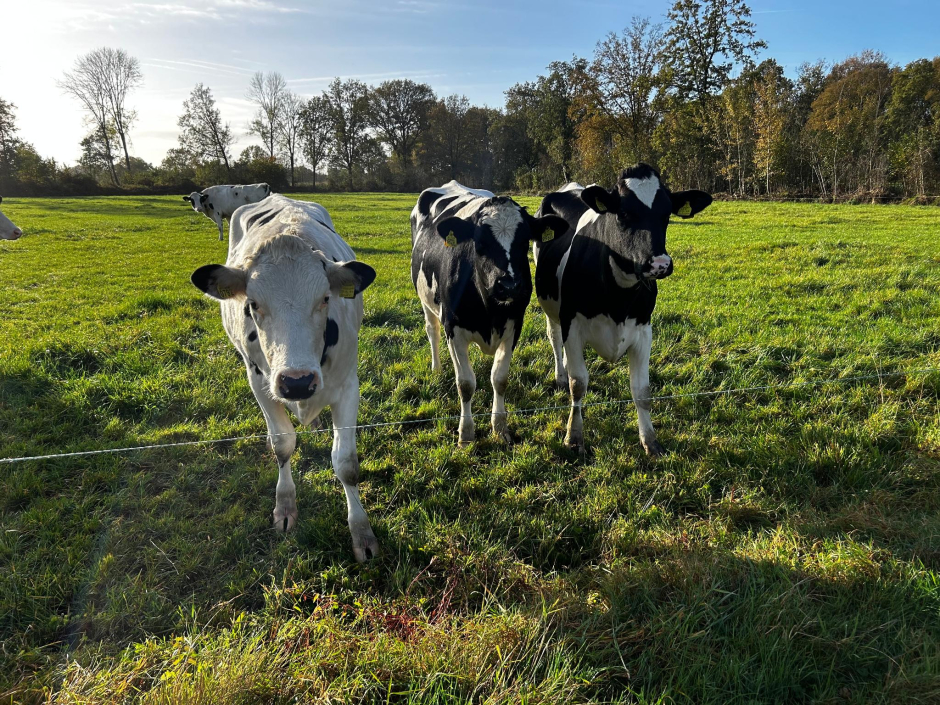 Maandwandeling